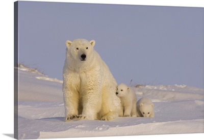 Polar Bear with newborn cubs, Canning River, Arctic National Wildlife Refuge, Alaska