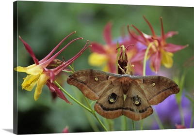 Polyphemus Moth on Columbine in Garden