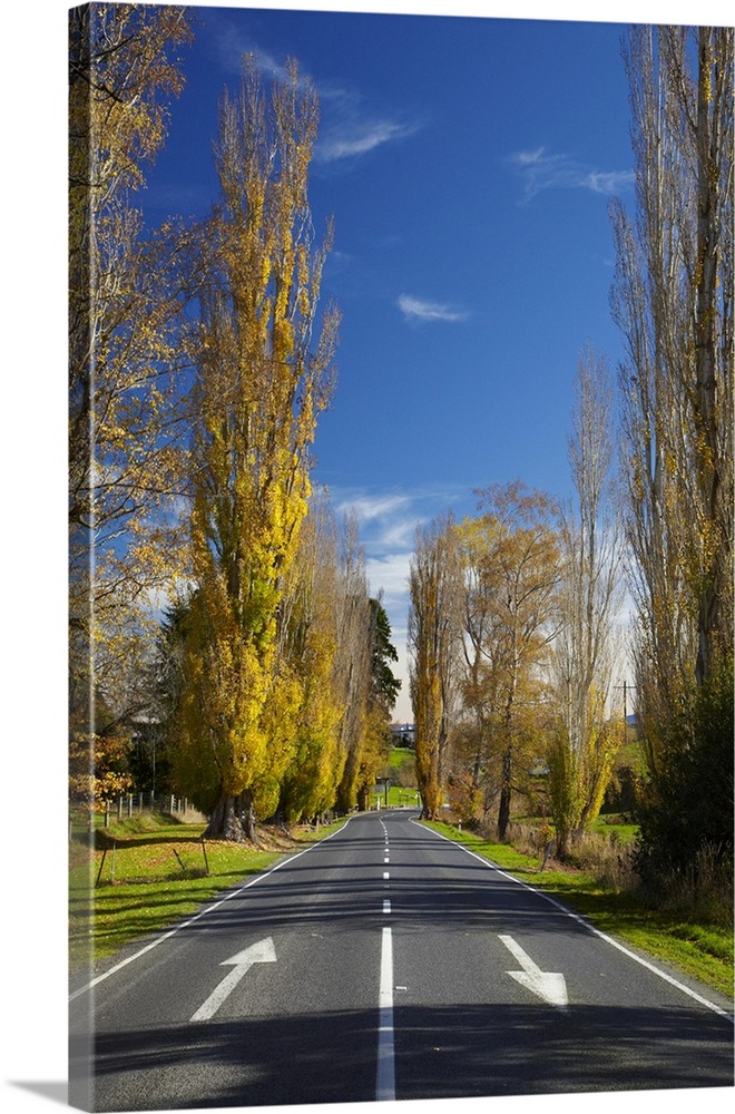 Poplar trees in autumn at entrance to Lawrence, Central Otago, South Island, New Zealand.