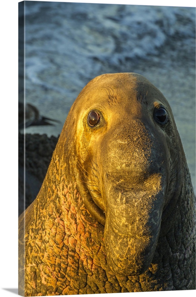 USA, California, San Luis Obispo County. Portrait of northern elephant seal male. Credit: Cathy & Gordon Illg / Jaynes Gal...