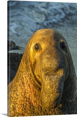 Portrait Of Northern Elephant Seal Male