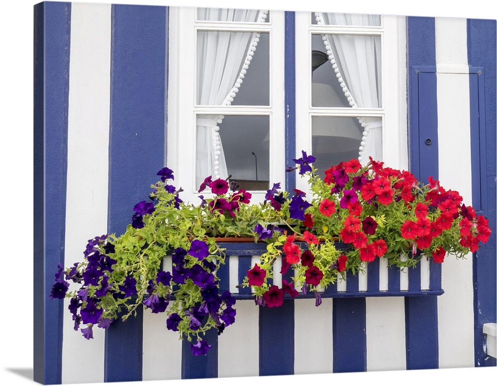 Portugal, Costa Nova. Colorful petunia flowers in a flower box of a traditional candy-striped painted beach house.