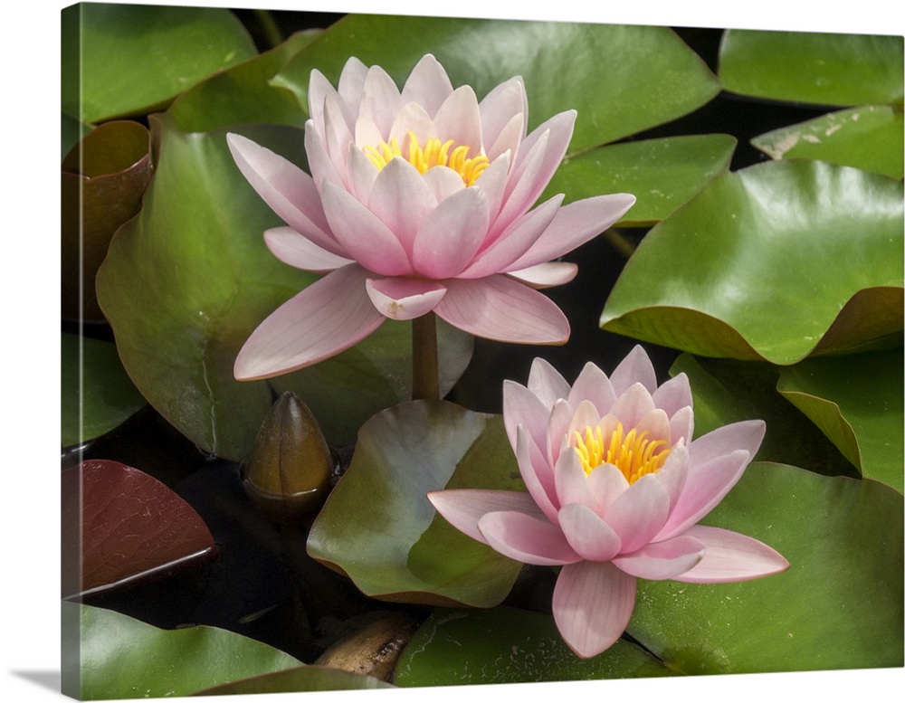 Portugal, Lisbon. Beautiful pink lily in a pond near the Jeronimos Monastery (Mosteiro dos Jeronimos).