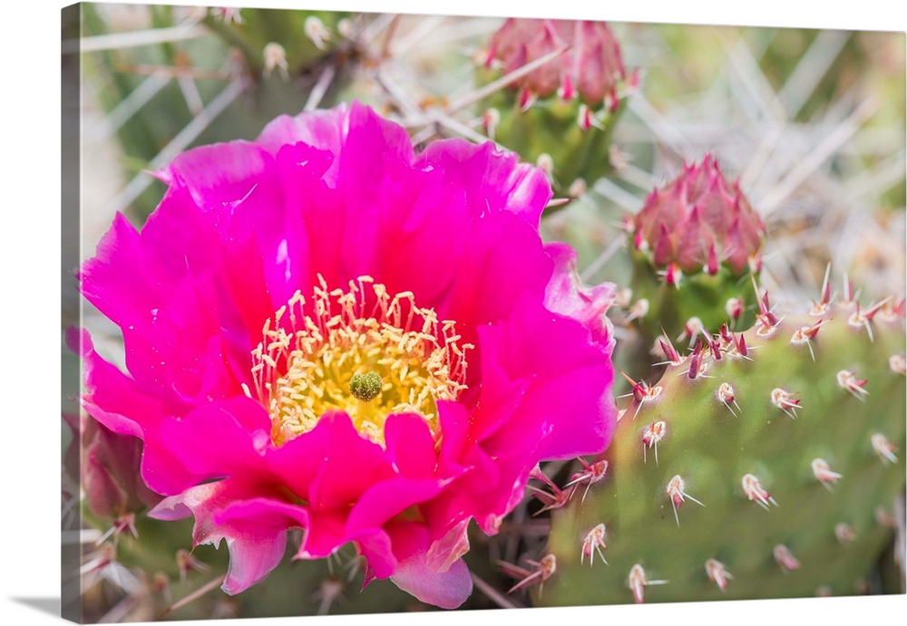 USA, Wyoming, Lincoln County, a pink prickly pear cactus bloom in the desert.