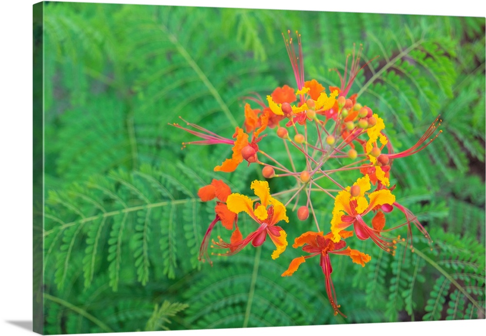 Pride of Barbados, Austin, Texas, USA