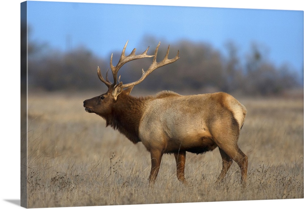 Profile photo of a Male Elk (cervus canadensis).