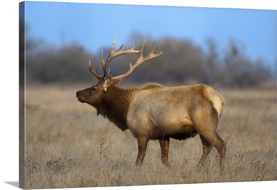 Profile photo of a Male Elk