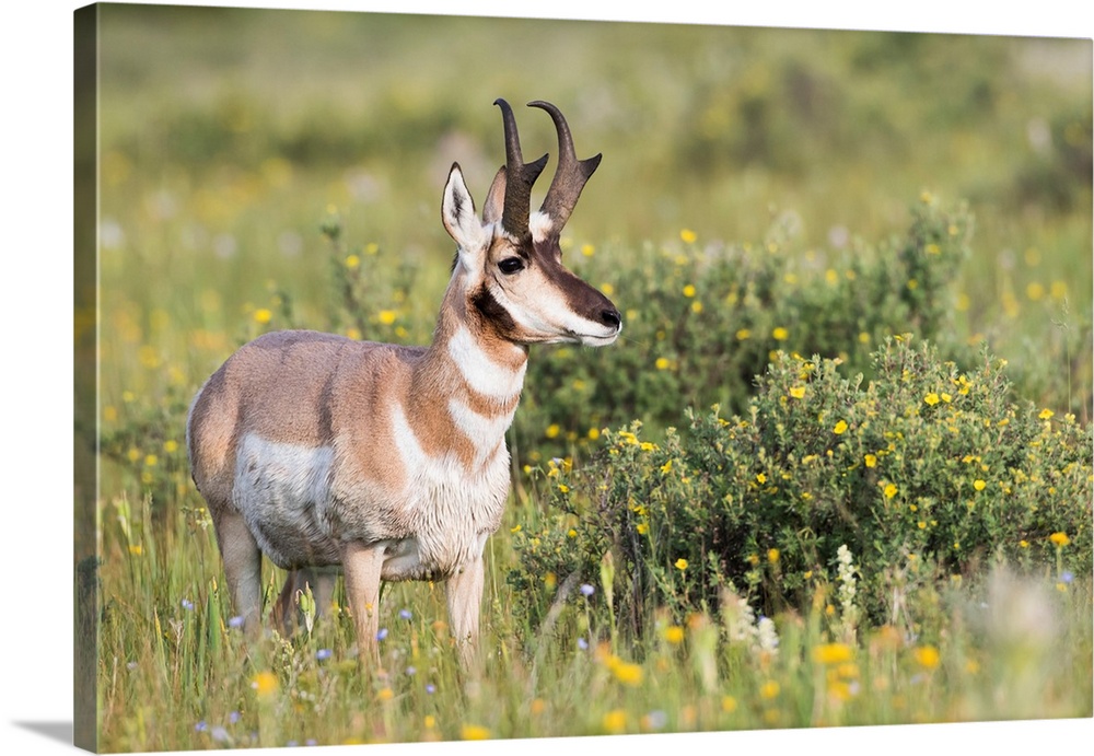 USA, Montana, Red Rock Lakes National Wildlife Refuge, Pronghorn Antelope buck standing in a wildflower meadow consisting ...