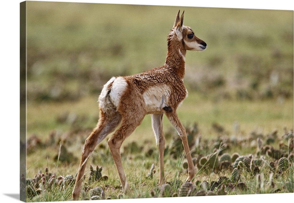 Pronghorn (Antilocapra americana) baby in Pawnee National Grasslands standing in prairie grass and prickly pear cactus, sp...
