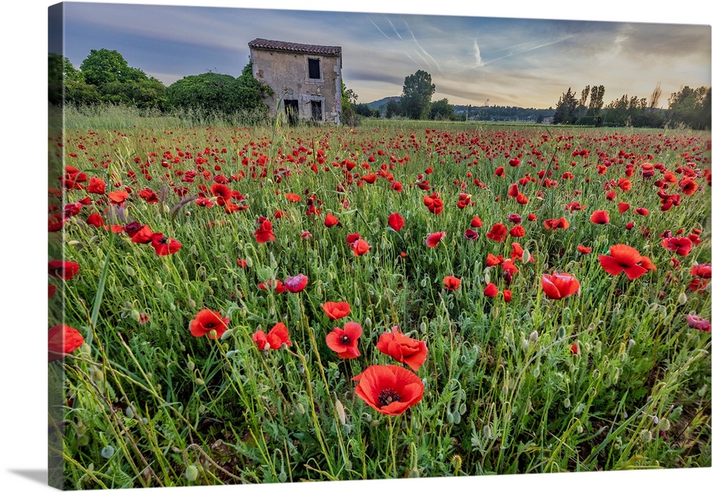 Provincial poppies, France.