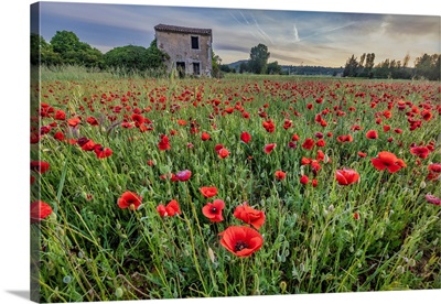 Provincial Poppies, France