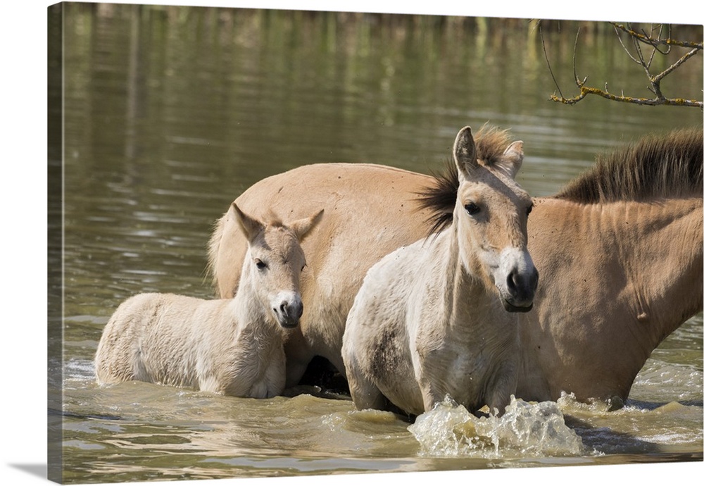 Przewalskis Horse, Hortobagy National Park. Mare with foal crossing a river, Pentezug Puszta, Hungary.