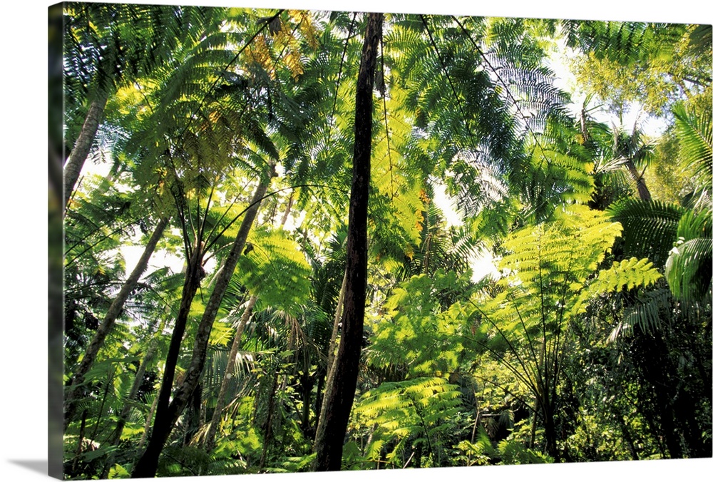 Caribbean, USA, Puerto Rico, El Junque Rainforest National Park. America's only tropical rainforest