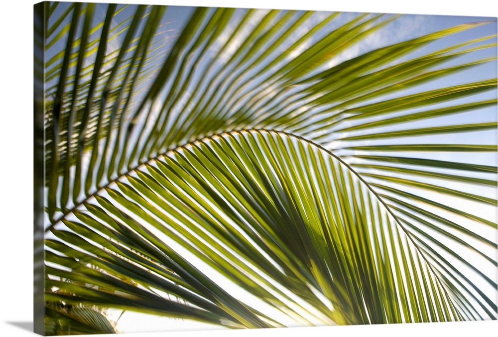 United States, Puerto Rico, Vieques.  Palm fronds in motion.