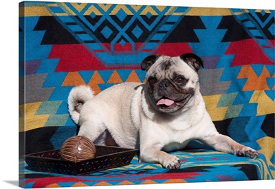 Pug lying on southwestern blanket