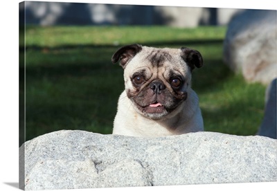 Pug peaking up behind a rock