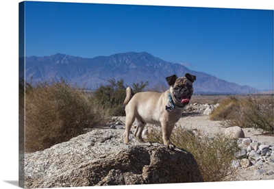 Pug Puppy In The Desert