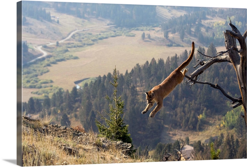 Puma, aka Mountain Lion or cougar, Puma concolor, Captive wildlife model, WYO USA in tree