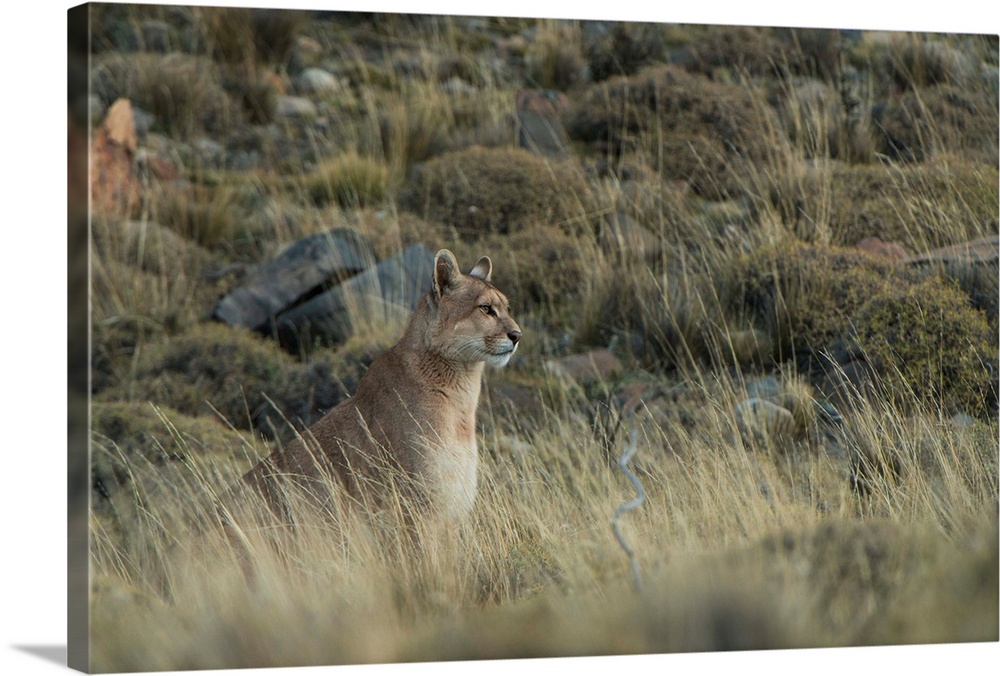 Puma (Felis concolor patagonica) female born without tail, Torres del Paine National Park, Patagonia, Magellanic region, S...
