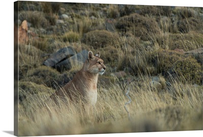 Puma, Torres del Paine NP, Southern Chile