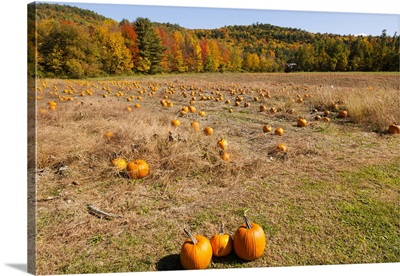 Pumpkin Patch And Autumn Leaves In Vermont Countryside