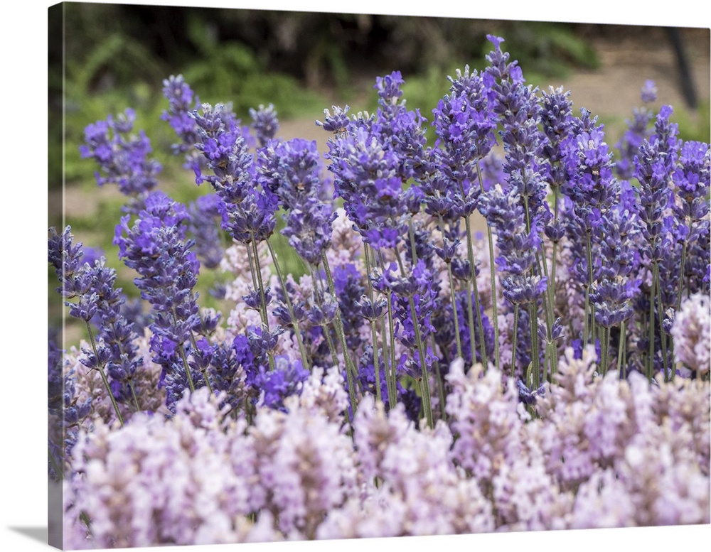 Purple and pink lavender in full bloom at lavender farm in Sequim, Washington State.