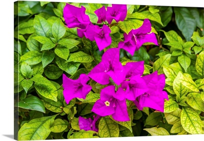 Purple Bougainvillea, Green Leaves, San Miguel De Allende, Mexico