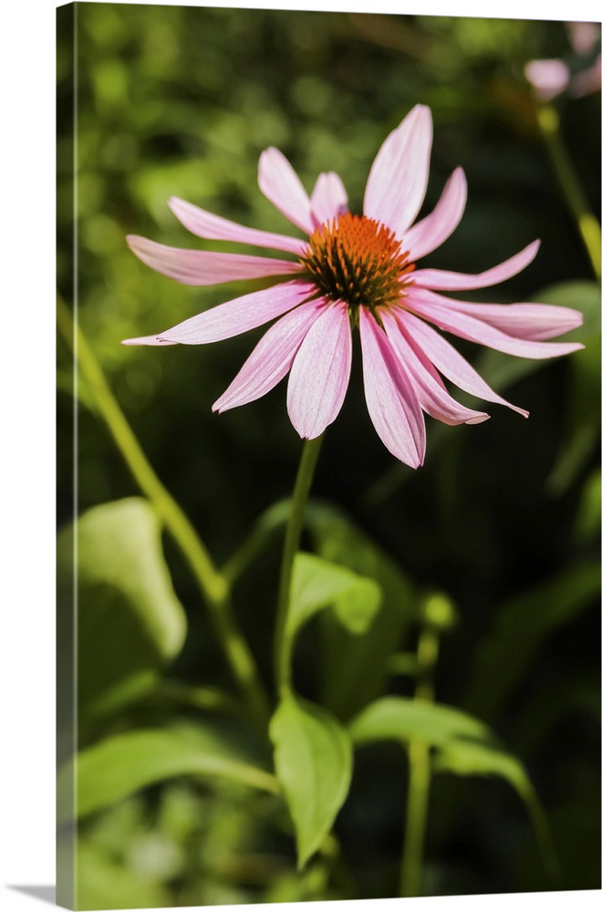 Purple coneflowers