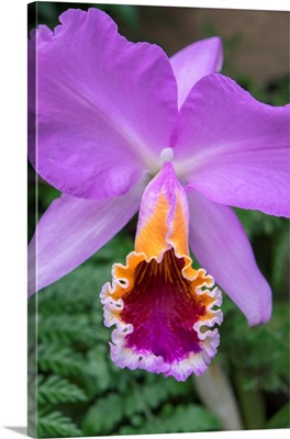 Purple Orchid, USA