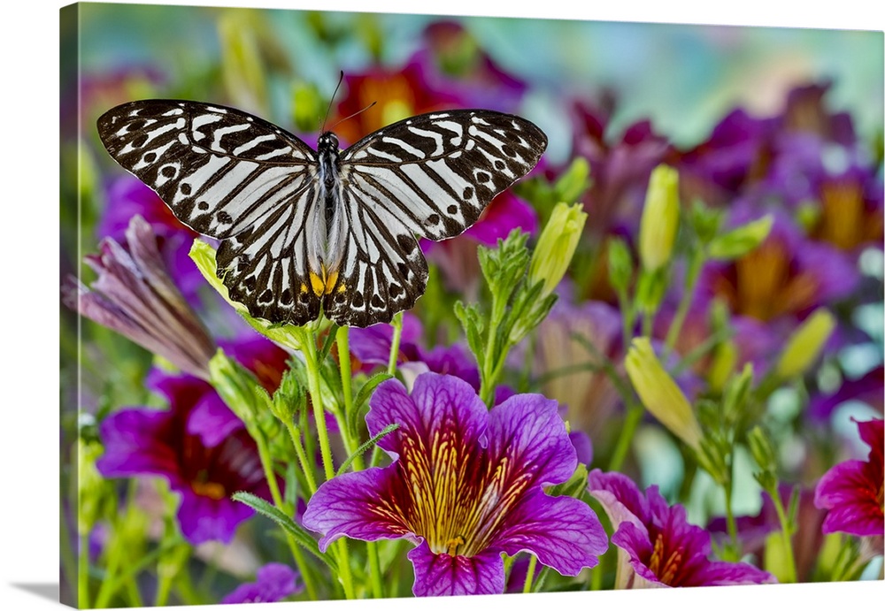 Purple painted tongue flowers and black striped tropical butterfly.
