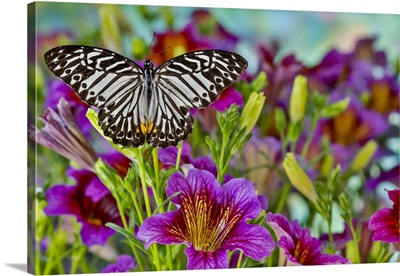 Purple Painted Tongue Flowers And Black Striped Tropical Butterfly