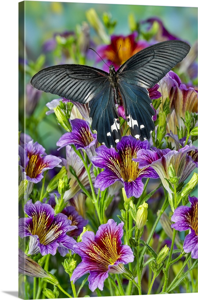 Purple painted tongue flowers, tropical butterfly, Papilio alcemenor f. leucoclis