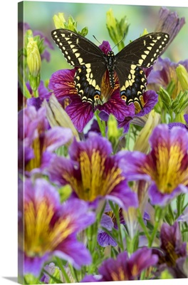 Purple Painted Tongue Flowers With Black Swallowtail Butterfly, Papilio Polyxenes