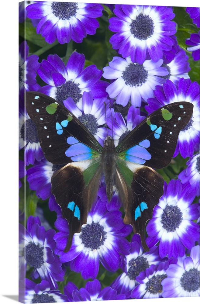 Sammamish, Washington, Purple Spotted Swallowtail Butterfly (Graphium weiskei) on flowers.