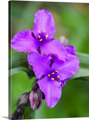 Purple Virginia Spiderwort, Tradescantia Virginiana Growing In A Wildflower Garden