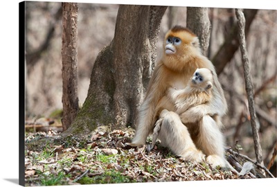 Qinling Mountains, Female Golden Monkey With Youngster