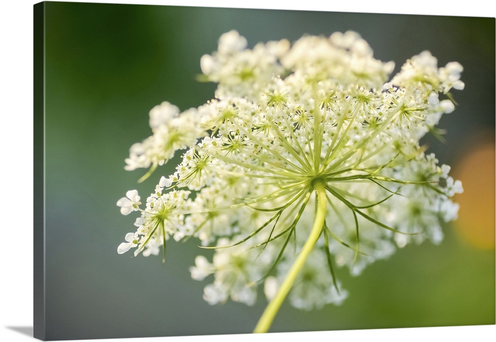 Queen Anne's lace flower