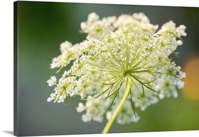 Queen Anne's Lace Flower