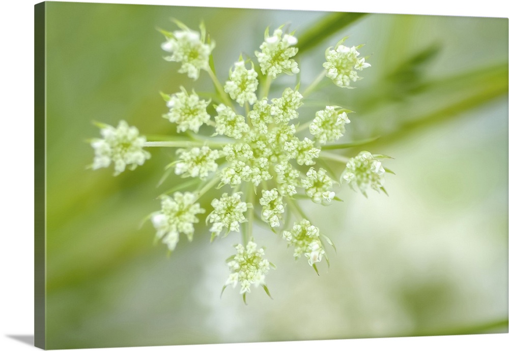 Queen Anne's lace flower