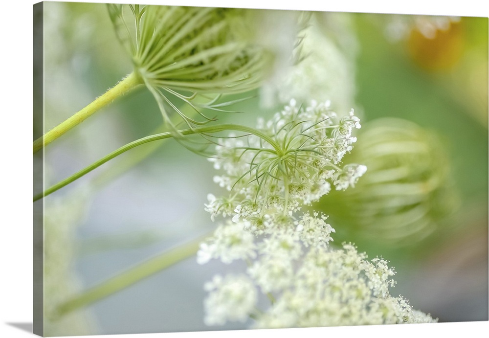 Queen Anne's lace flower