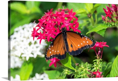 Queen butterfly, red Pentas, USA