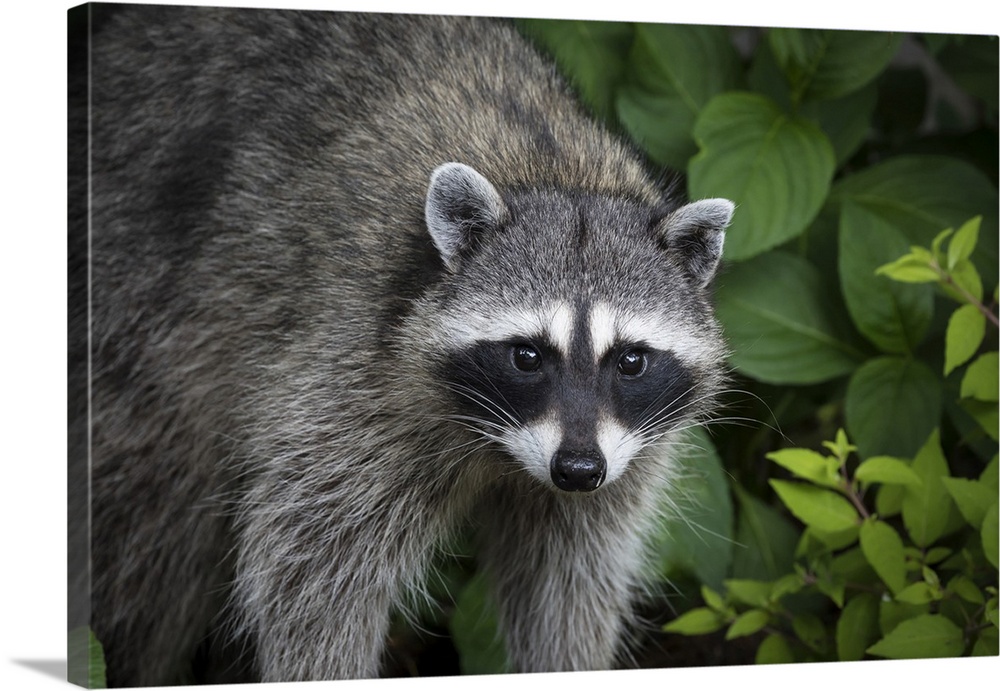 USA, Washington State, Seabeck. Raccoon close-up. Credit: Don Paulson
