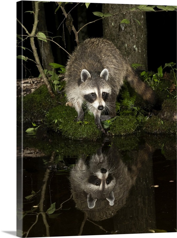 Raccoon, Pennsylvania, USA | Great Big Canvas