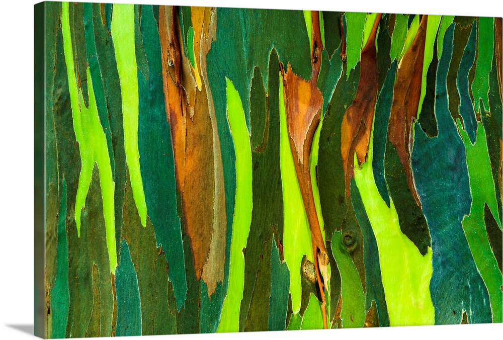 Rainbow Eucalyptus bark (Eucalyptus deglupta - Mindanao Gum), Island of Kauai, Hawaii USA