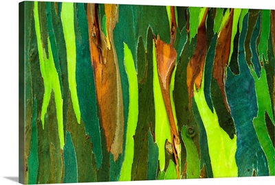 Rainbow Eucalyptus bark (Eucalyptus deglupta - Mindanao Gum), Island of Kauai, Hawaii