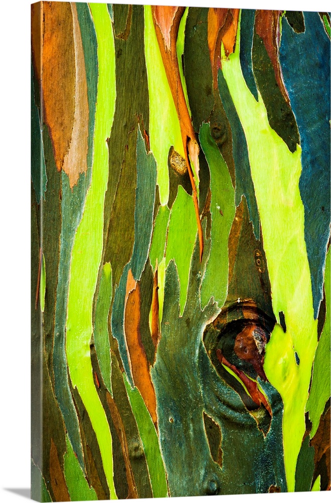 Rainbow Eucalyptus bark (Eucalyptus deglupta - Mindanao Gum), Island of Kauai, Hawaii USA