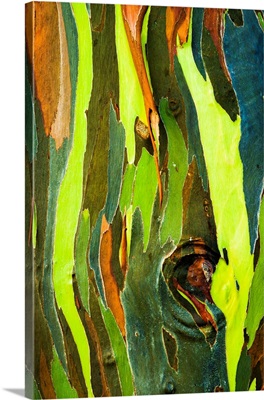 Rainbow Eucalyptus bark, Island of Kauai, Hawaii, USA