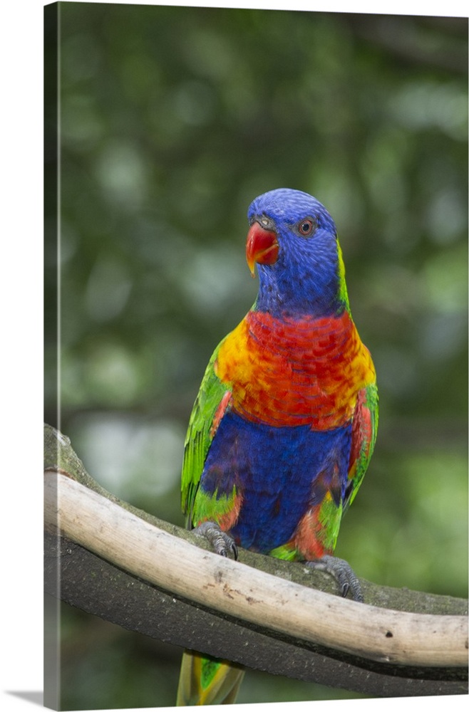 Rainbow lorikeet native to Australia.