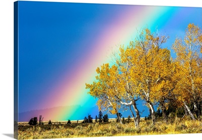 Rainbow Over Aspens, Grand Teton National Park, Wyoming