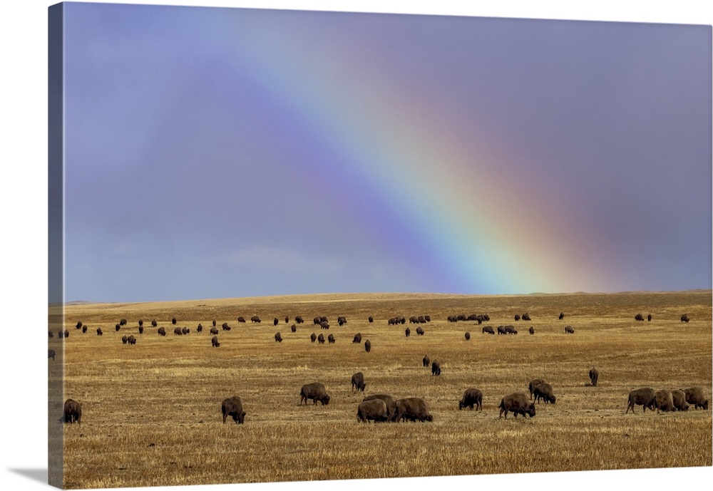 Rainbow over the Blackfeet Nation Bison herd near Browning, Montana, USA.